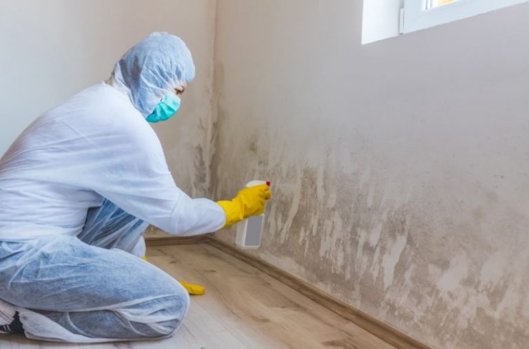 mold-remediation-services