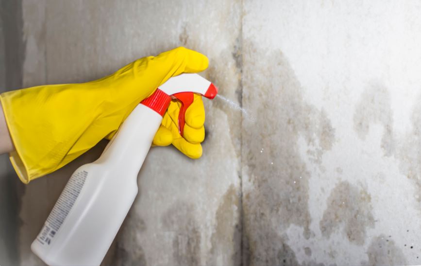 Mold-Remediation