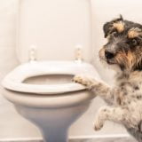 Dog-Urine-Cleanup