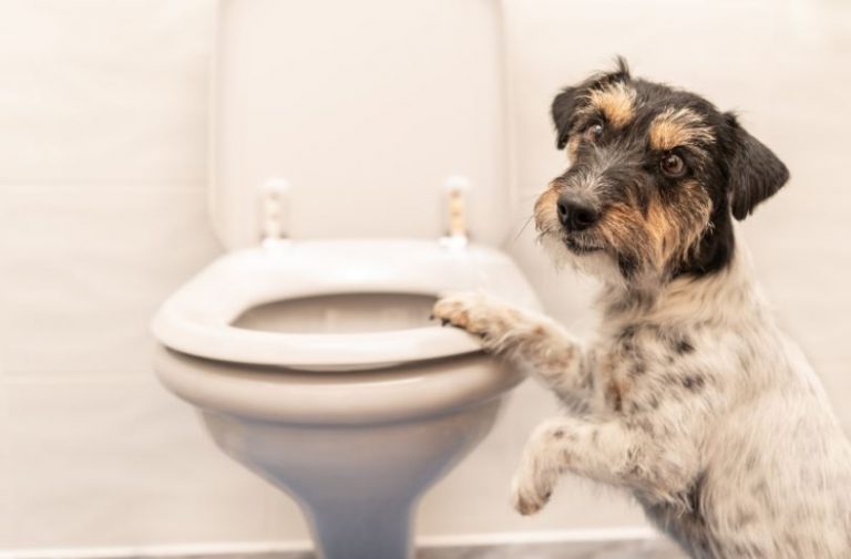 Dog-Urine-Cleanup
