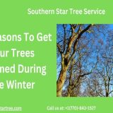 Six Reasons To Get Your Trees Trimmed During The Winter