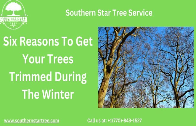 Trees-Trimmed