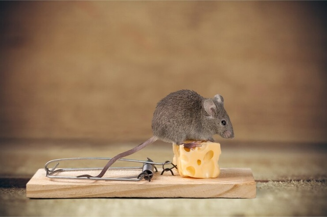 Mouse-Control