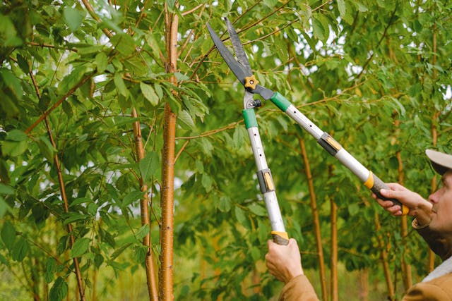 Tree-Health